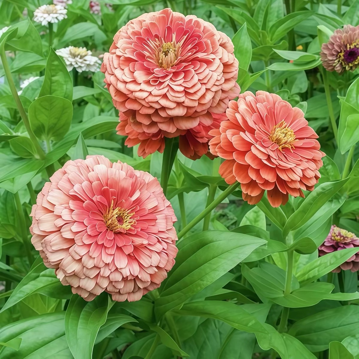 Zinnia Seeds Double Color White