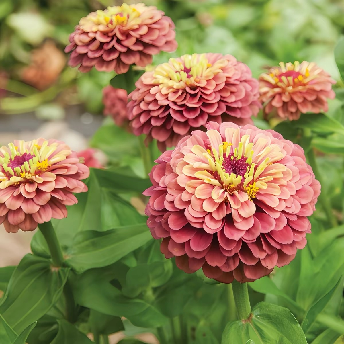 Zinnia Seeds Double Color White