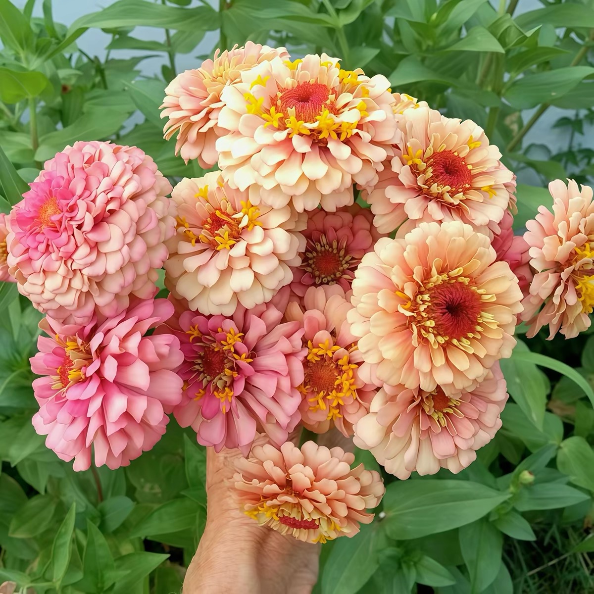 Zinnia Seeds Double Color White