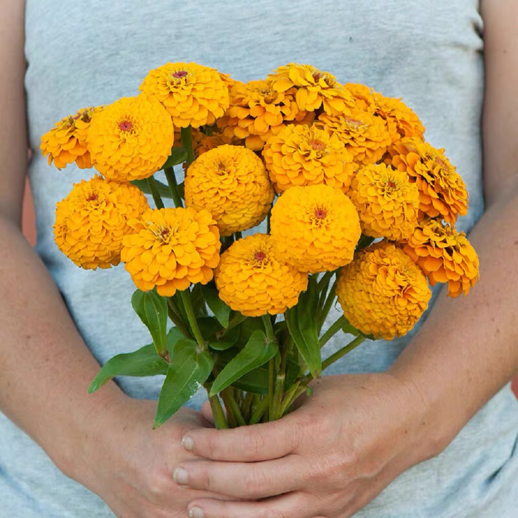 Zinnia Seeds Double Color Yellow