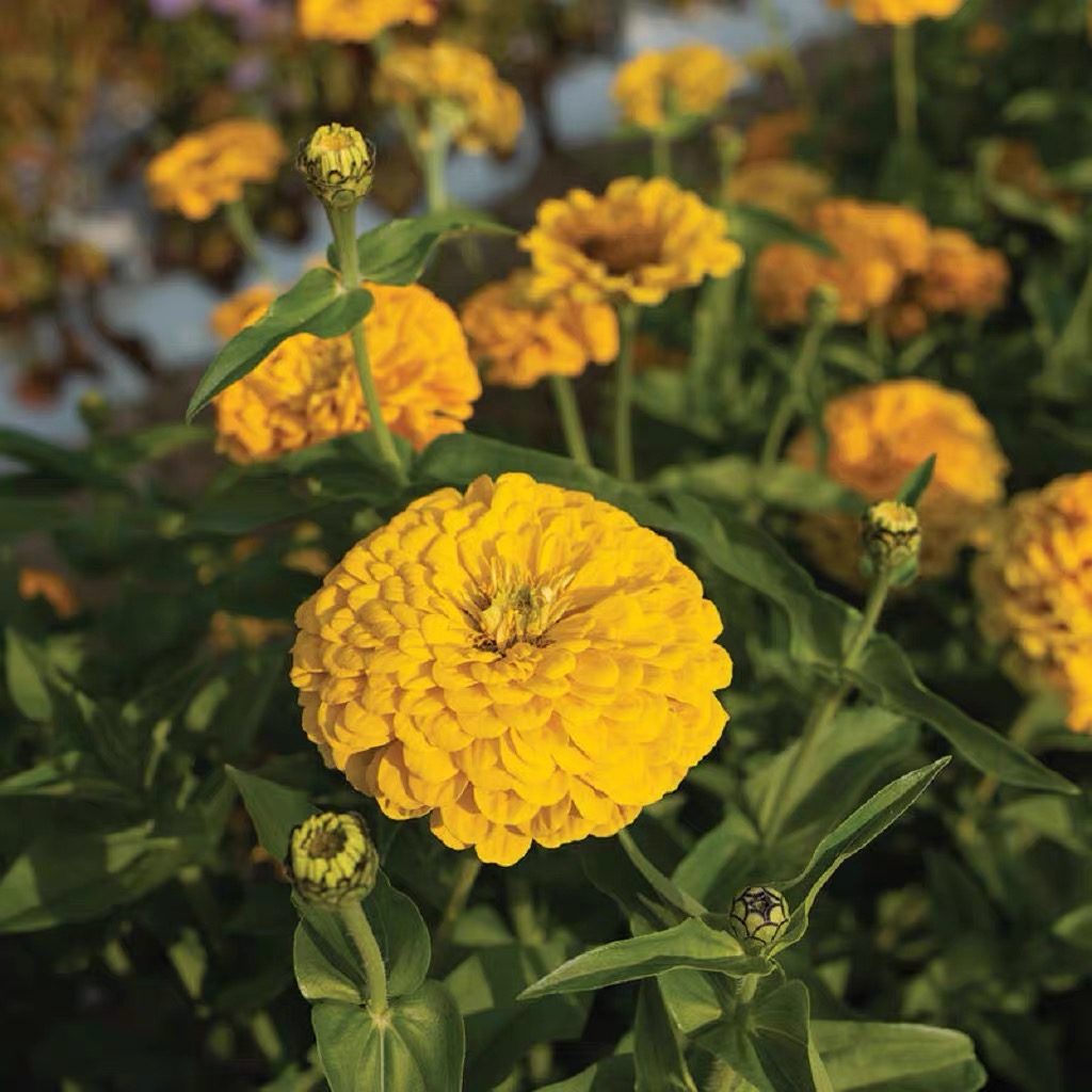 Zinnia Seeds Double Color Yellow