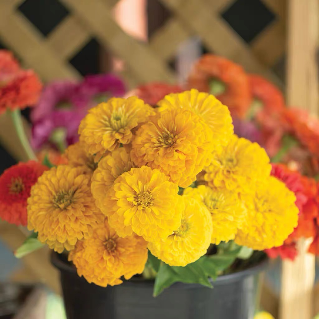 Zinnia Seeds Double Color Yellow