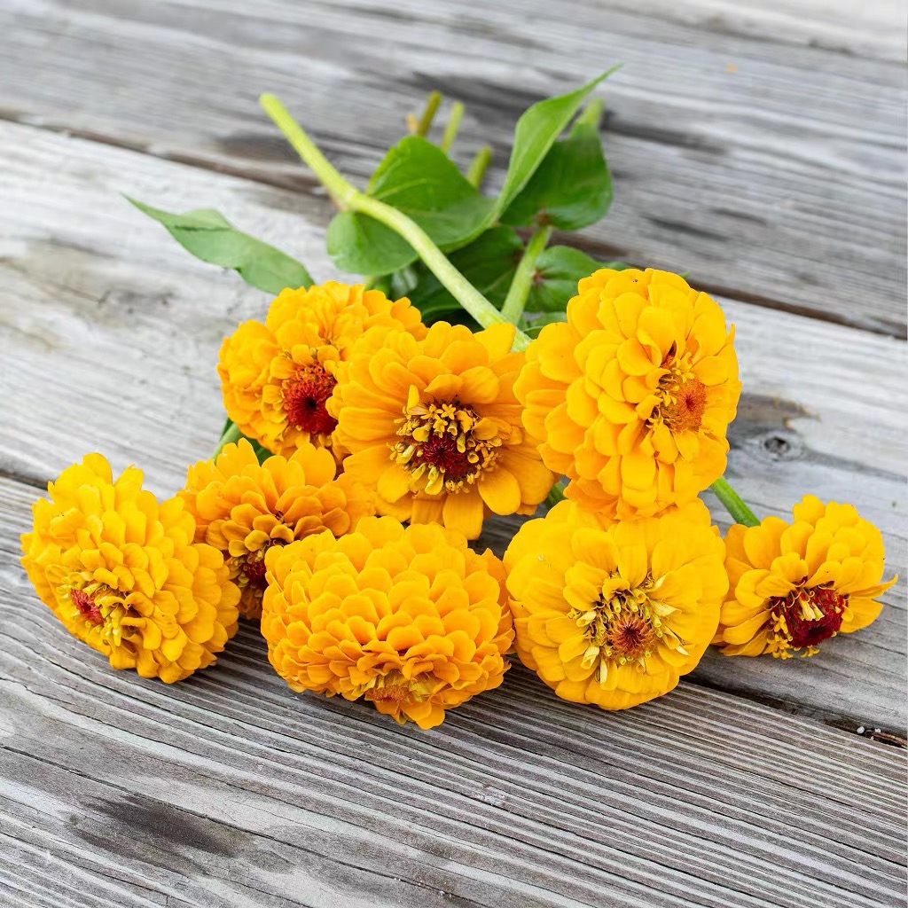 Zinnia Seeds Double Color Yellow