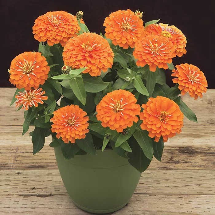 Zinnia Seeds Double Color orange