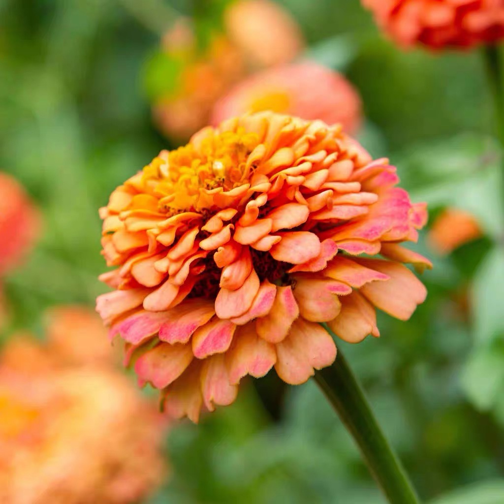 Zinnia Seeds Double Color orange