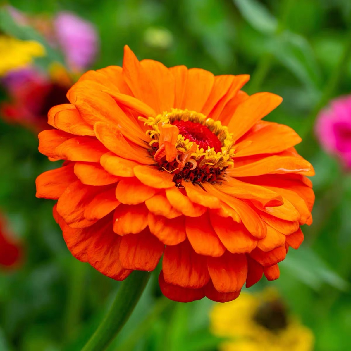 Zinnia Seeds Double Color orange