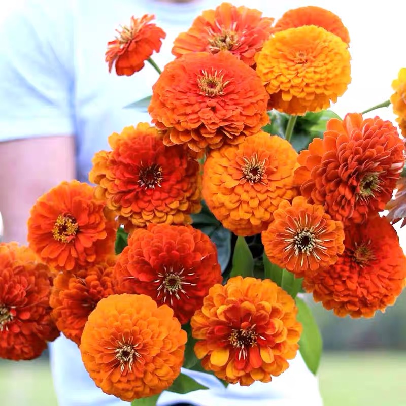 Zinnia Seeds Double Color orange