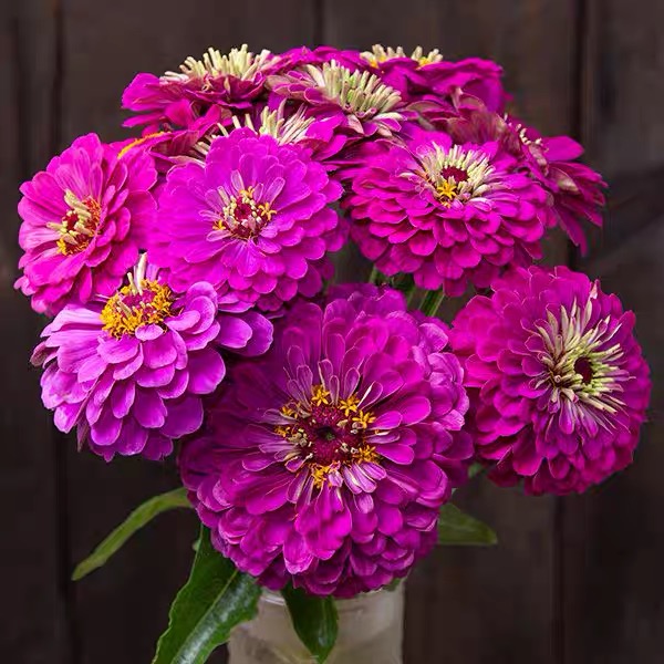 Zinnia Seeds Double Color Purple;