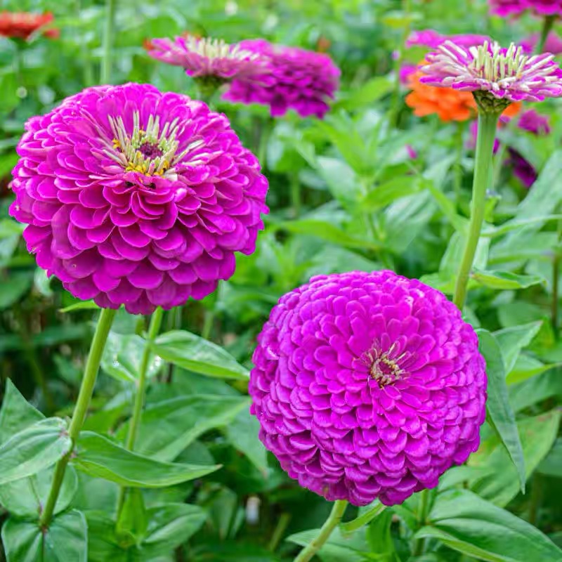Zinnia Seeds Double Color Purple;