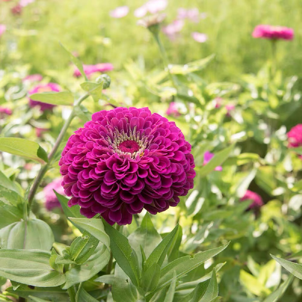Zinnia Seeds Double Color Purple;