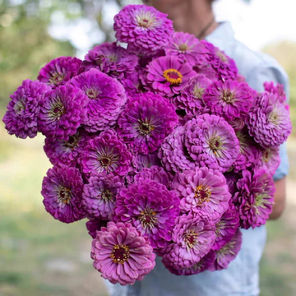 Zinnia Seeds Double Color Purple;