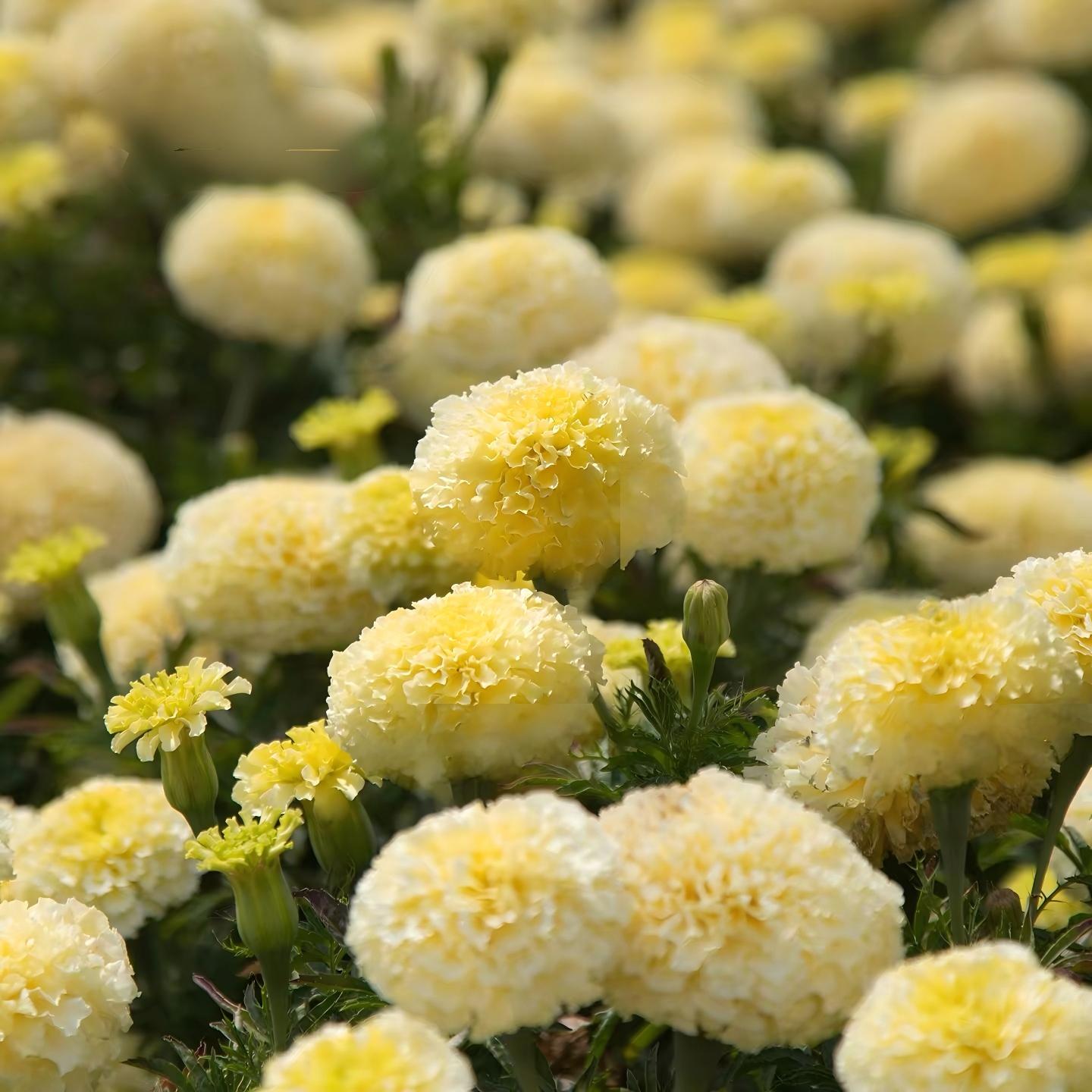 Marigold Seeds （England） Color white