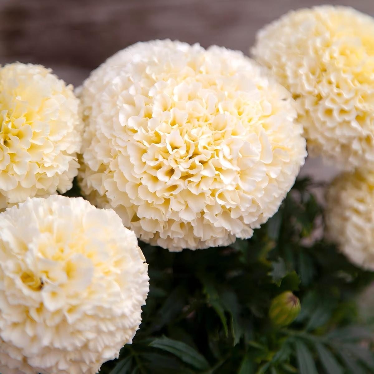 Marigold Seeds （England） Color white