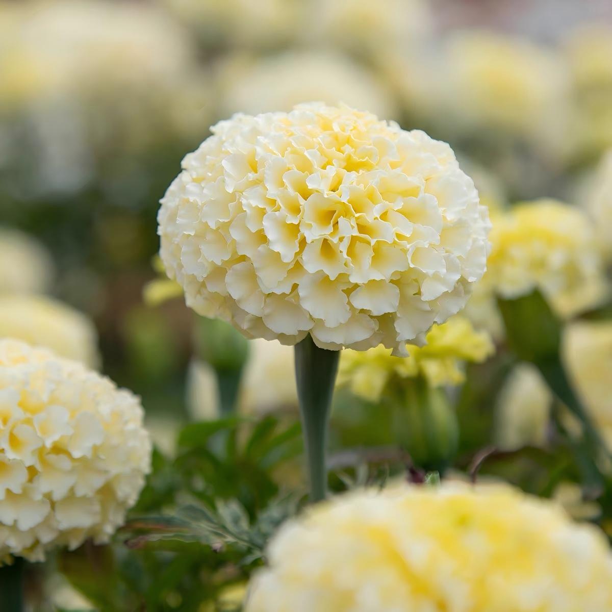 Marigold Seeds （England） Color white