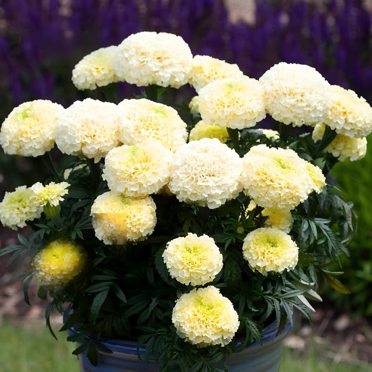 Marigold Seeds （England） Color white