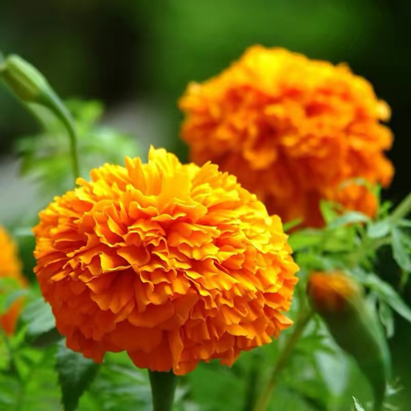 Marigold Seeds Color orange