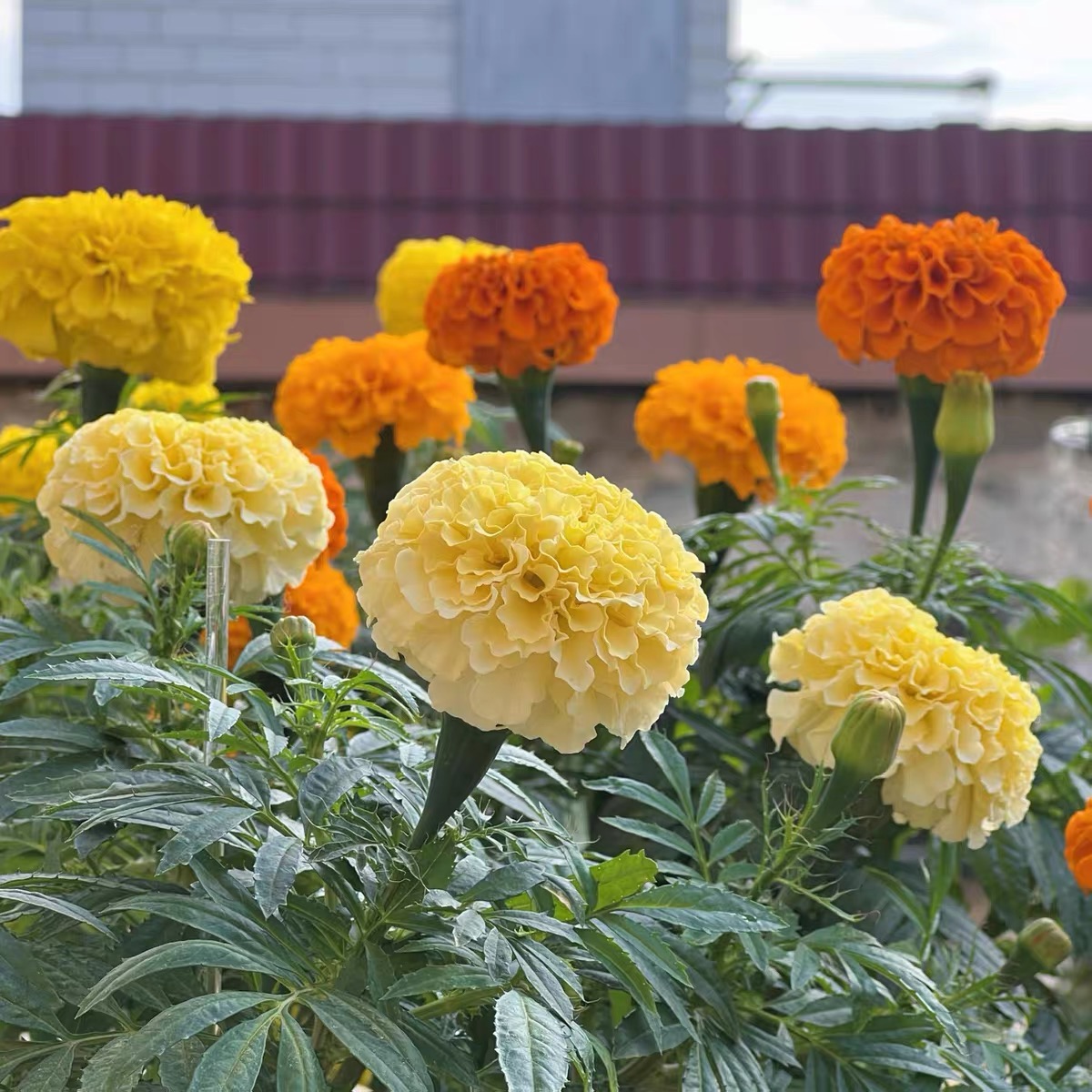 Marigold Seeds Color Yellow
