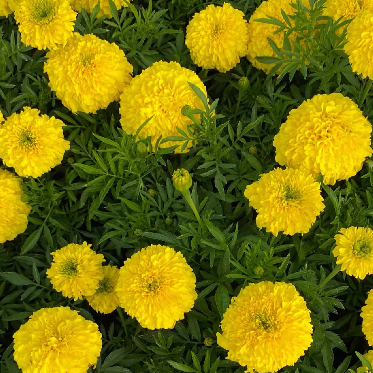 Marigold Seeds Color Yellow