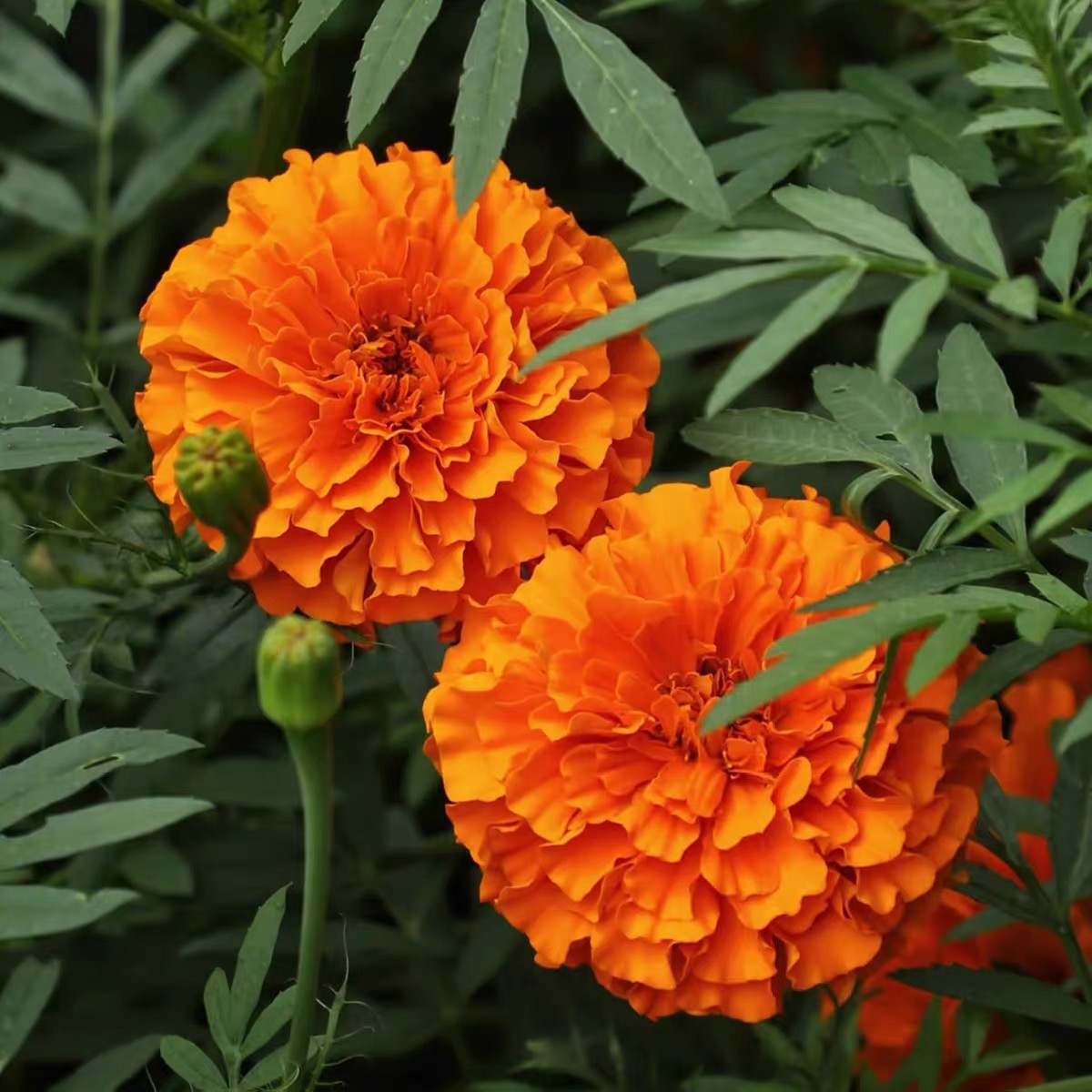 Marigold Seeds Color orange