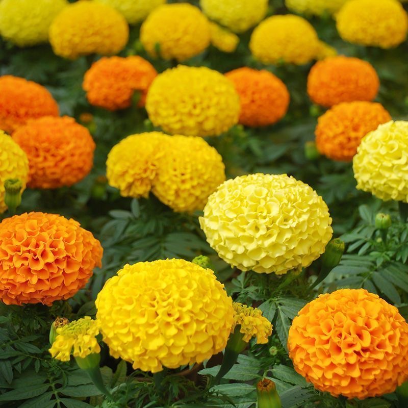 Marigold Seeds Color Yellow