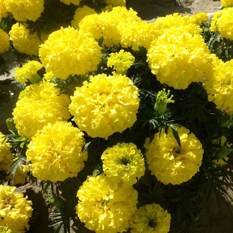 Marigold Seeds Color Yellow