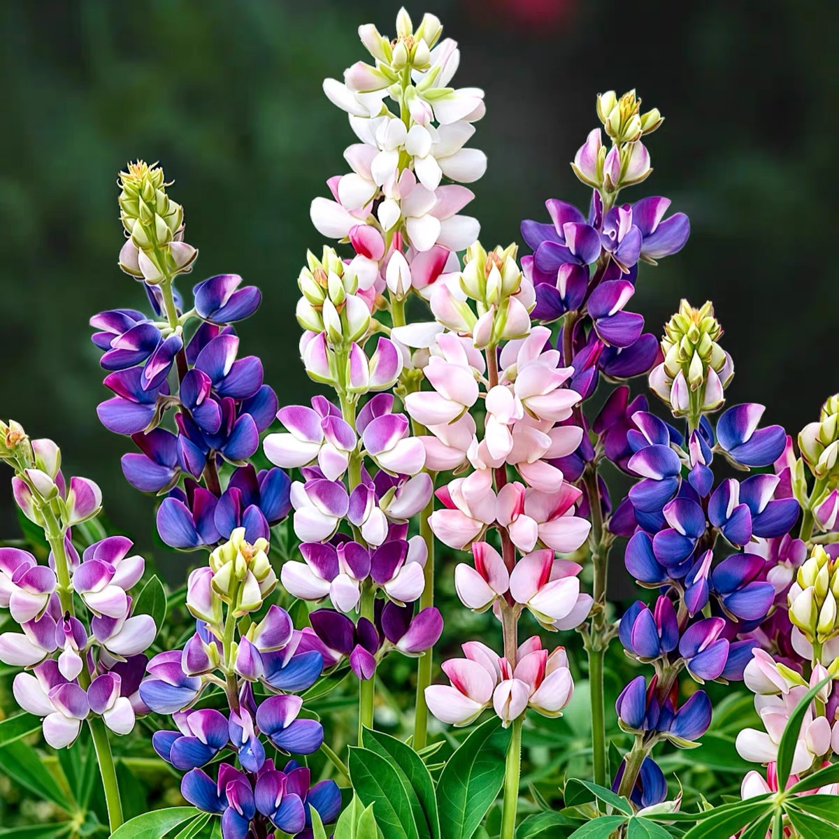 Lupine Seeds
