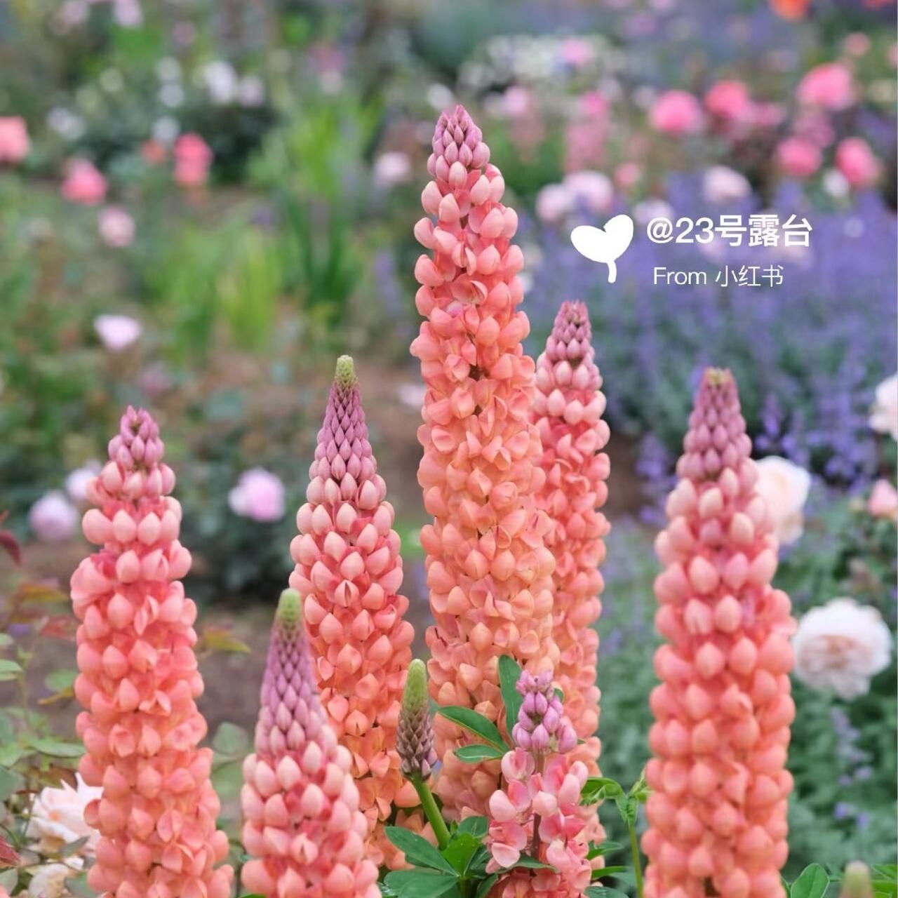 Lupine  Seeds color gradient pink