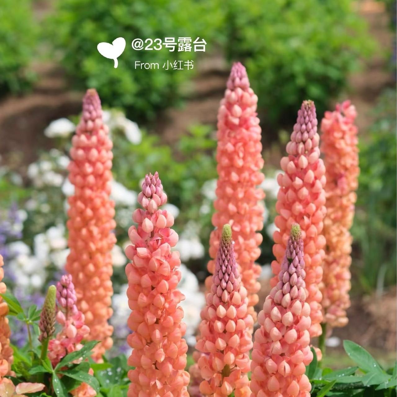 Lupine  Seeds color gradient pink
