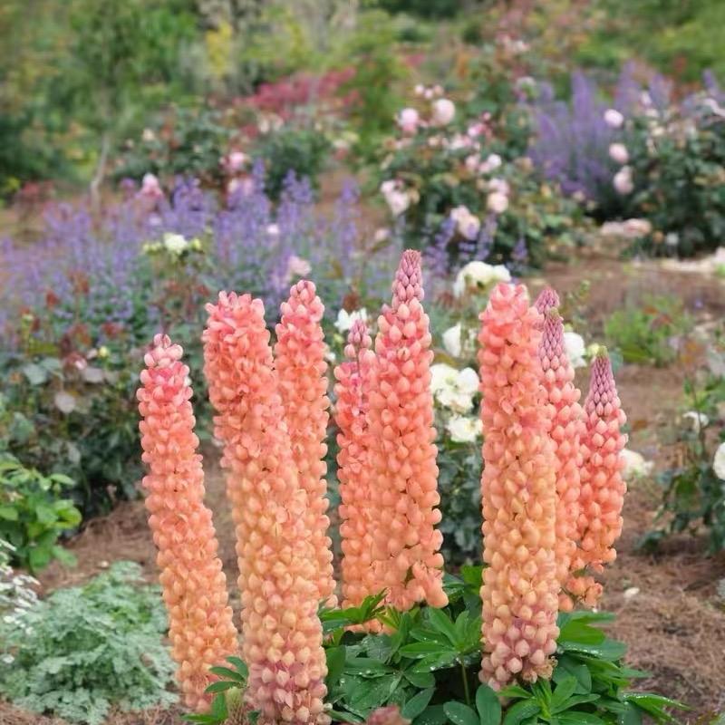 Lupine  Seeds color gradient pink