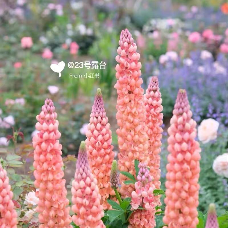 Lupine  Seeds color gradient pink