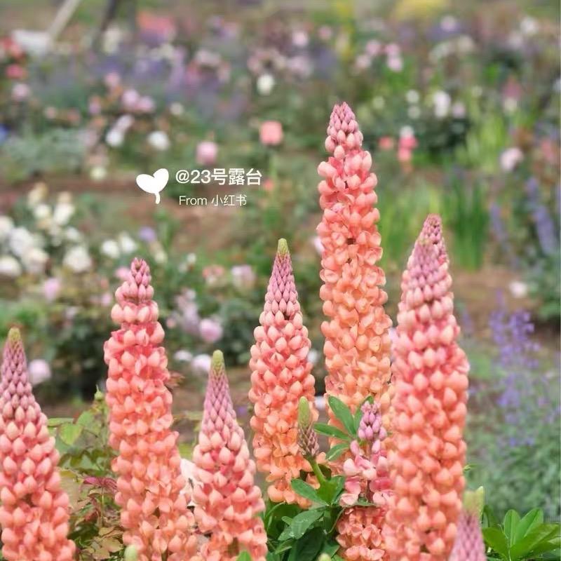 Lupine  Seeds color gradient pink