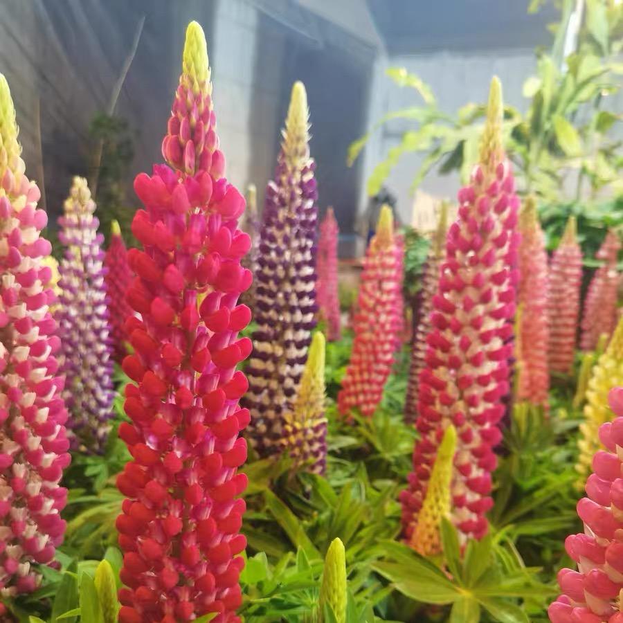 Lupine  Seeds color gradient red