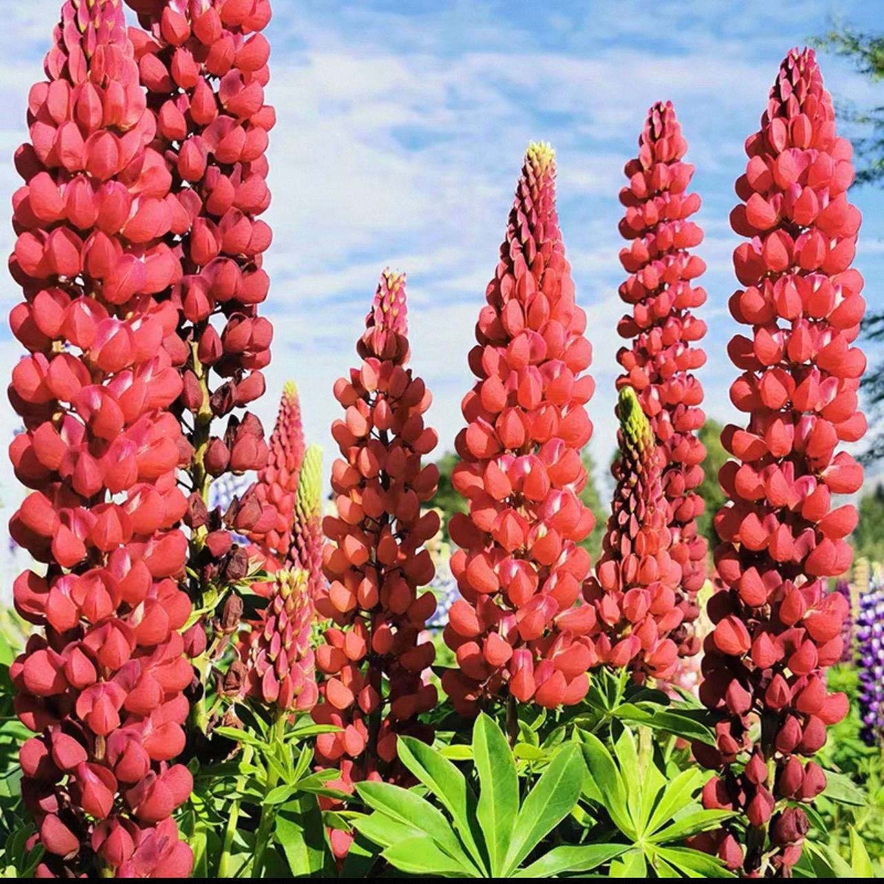 Lupine  Seeds color gradient red