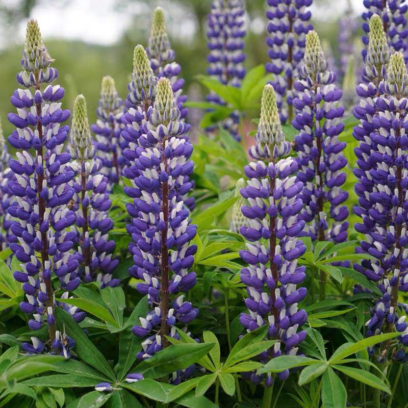 Lupine Seeds color gradient Purple