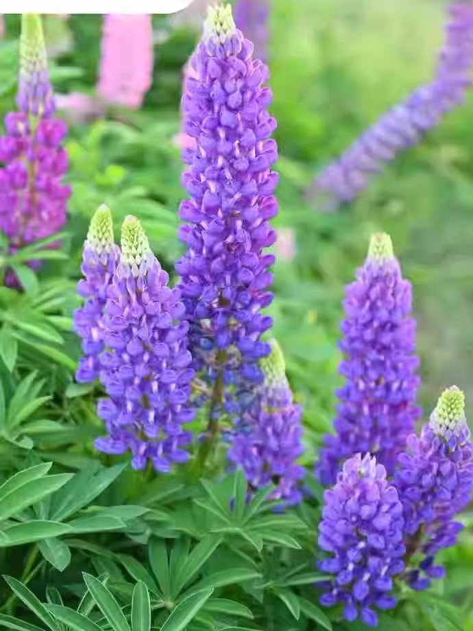 Lupine Seeds color gradient Purple