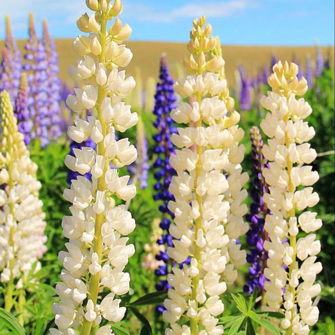 Lupine Seeds white