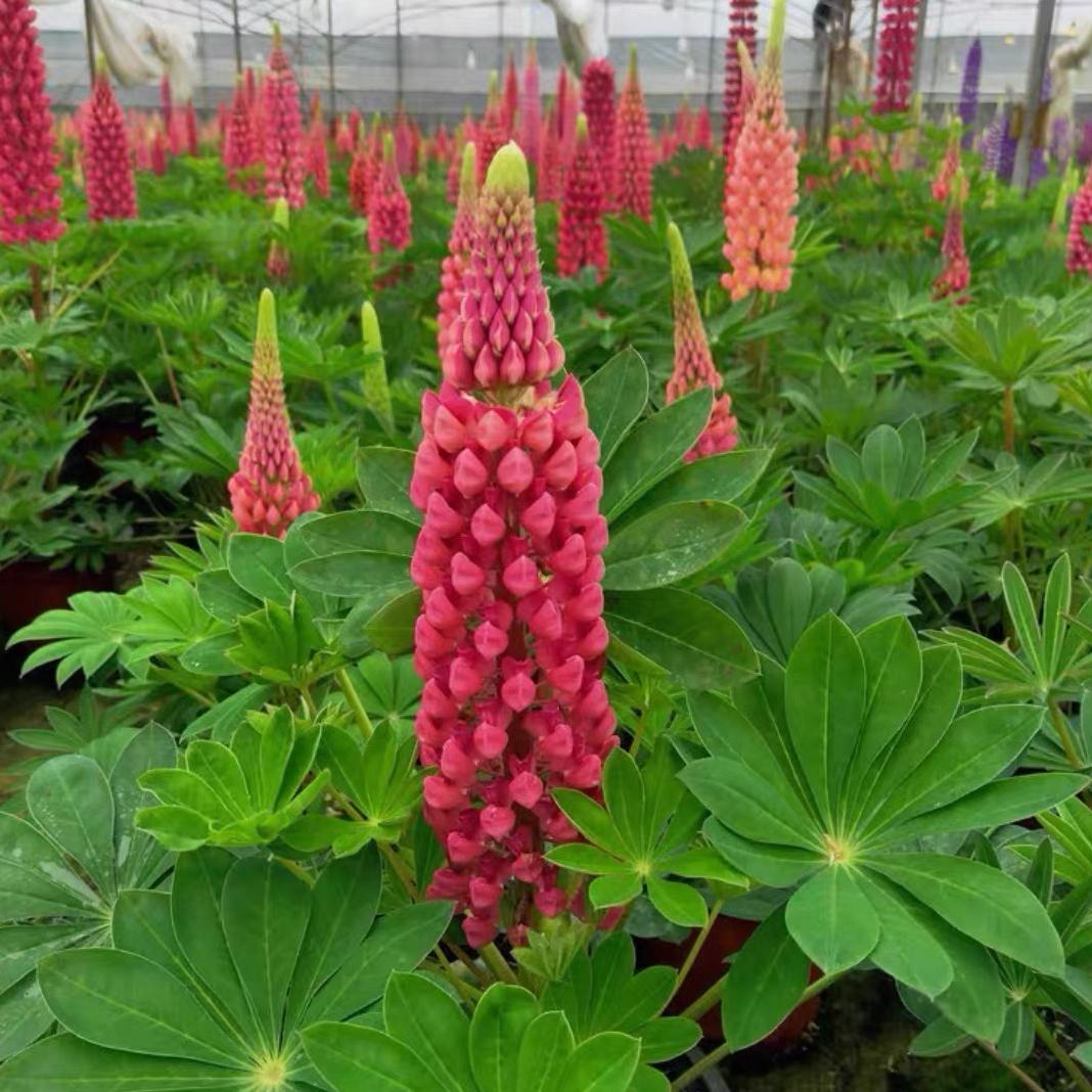 Lupine  Seeds color gradient red
