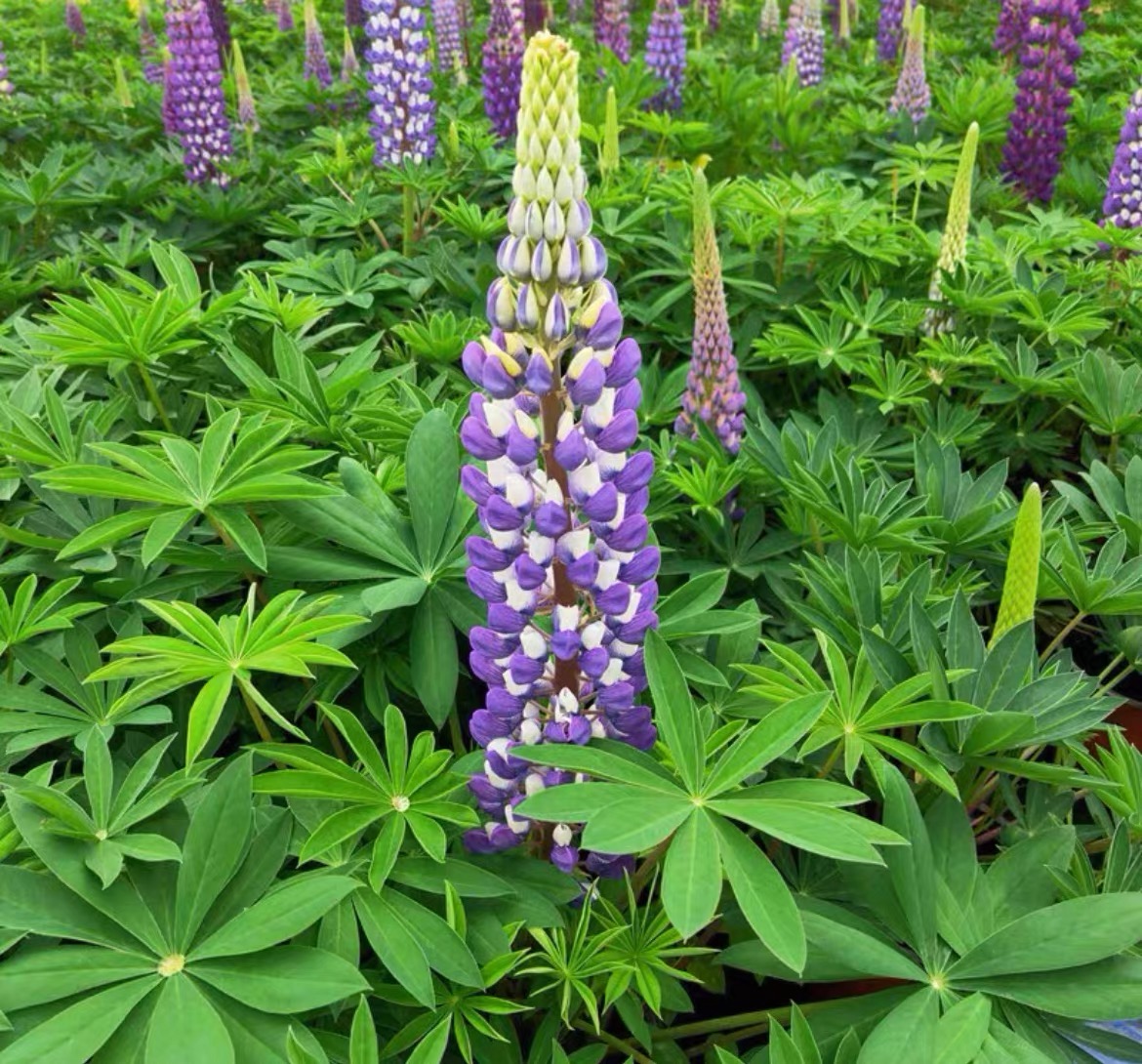 Lupine Seeds color gradient Purple