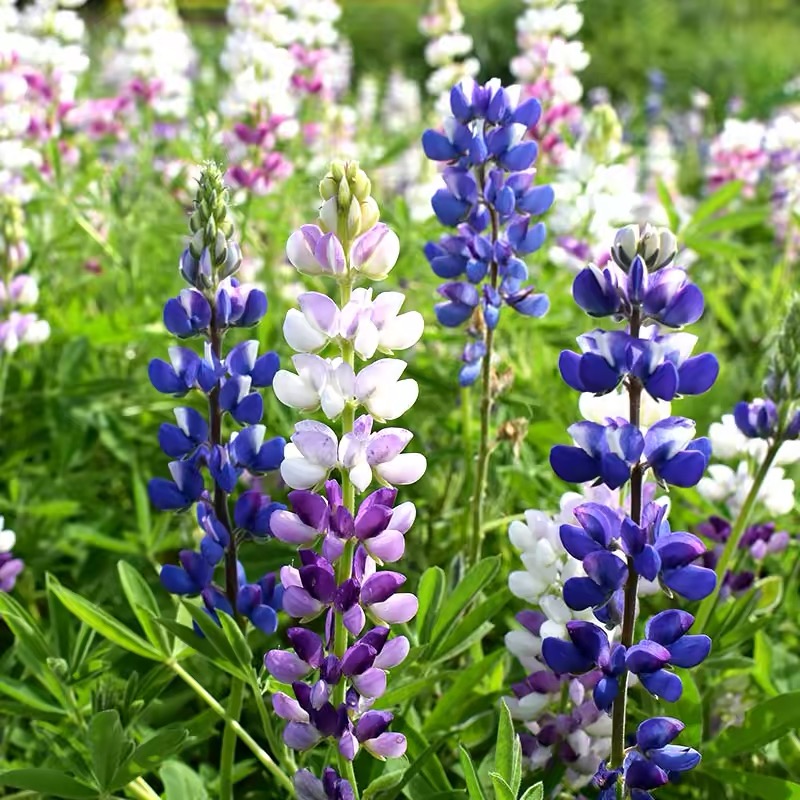 Lupine Seeds color gradient Purple