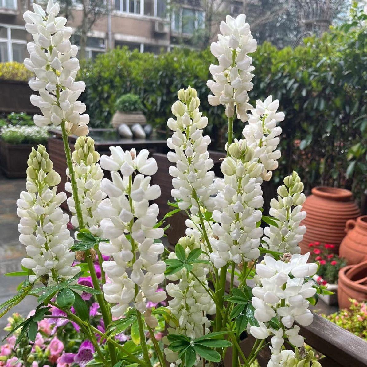 Lupine Seeds white