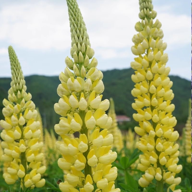 Lupine  Seeds color gradient Yellow