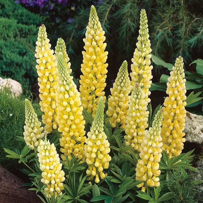 Lupine  Seeds color gradient Yellow