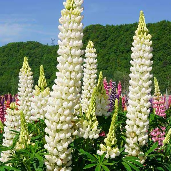 Lupine Seeds white