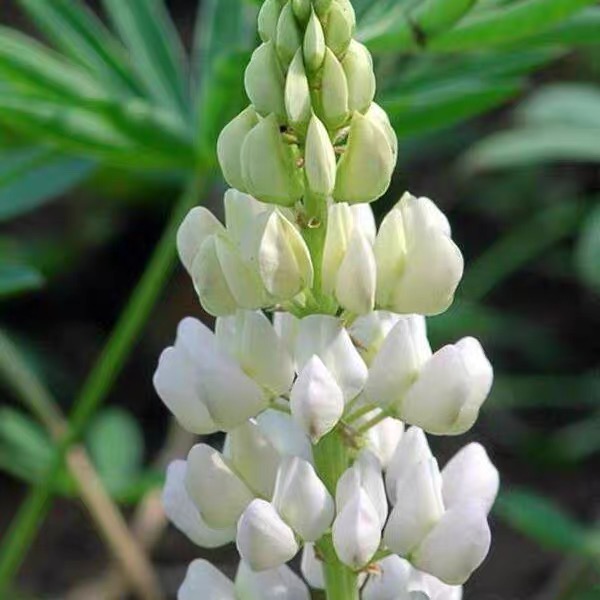 Lupine Seeds white
