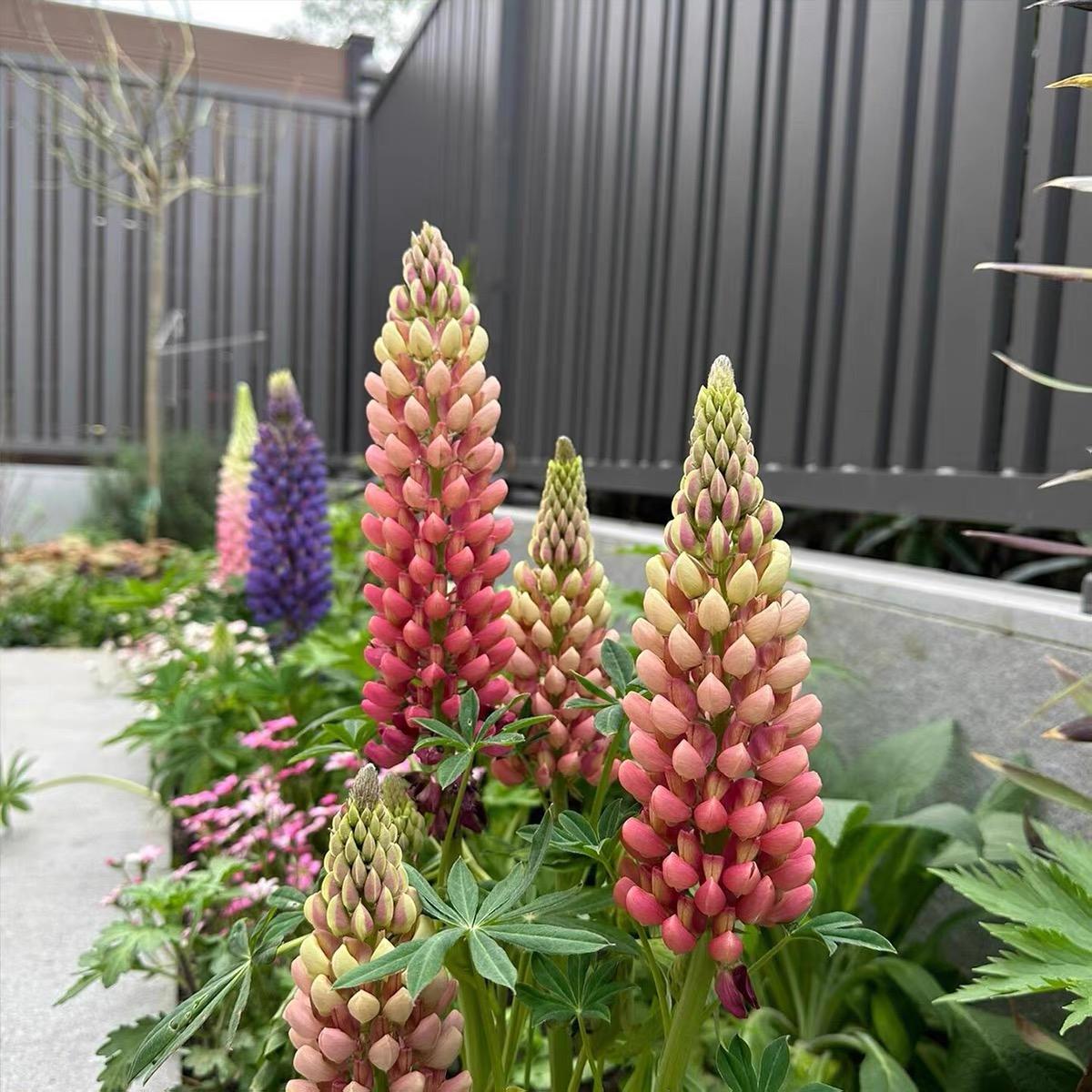 Lupine  Seeds color gradient red