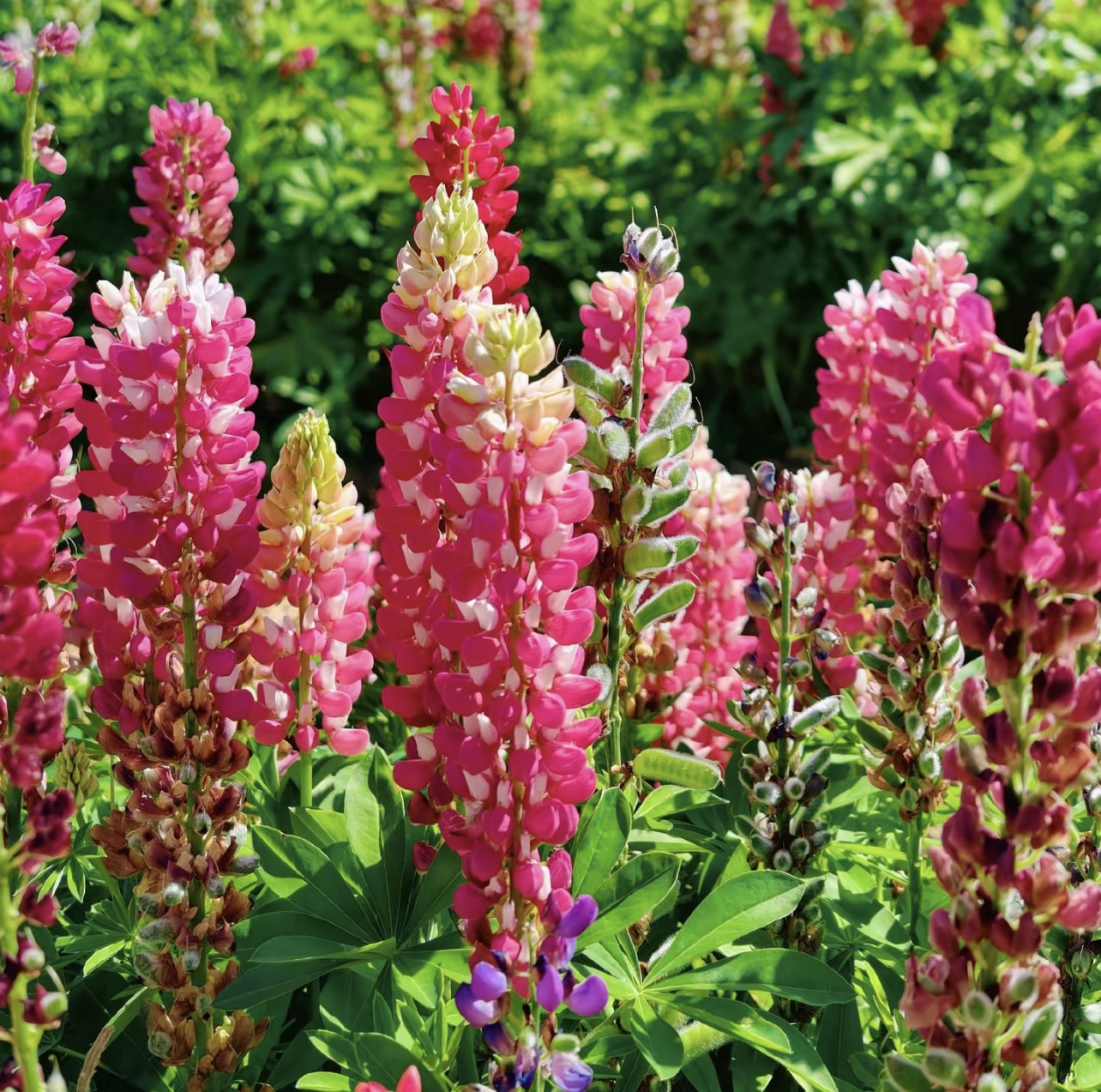 Lupine  Seeds color gradient red