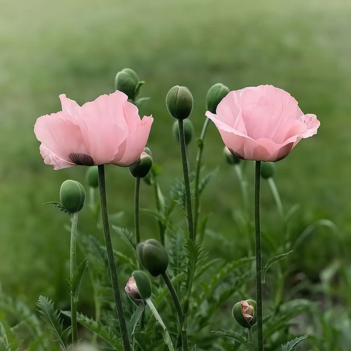 Poppy Seeds Color pink