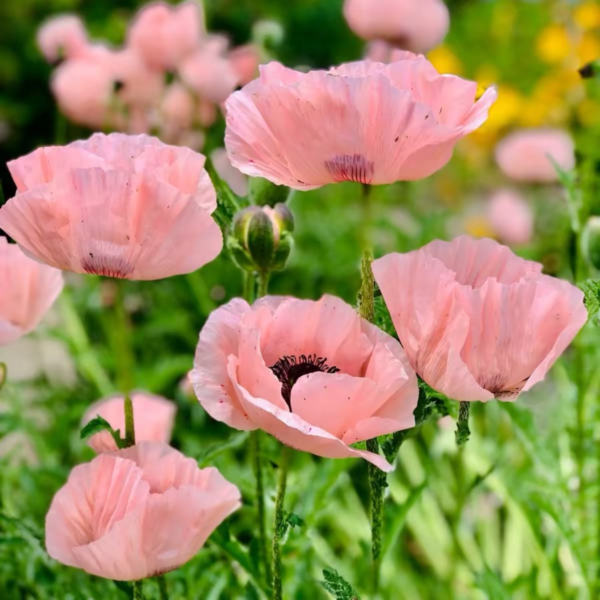 Poppy Seeds Color pink
