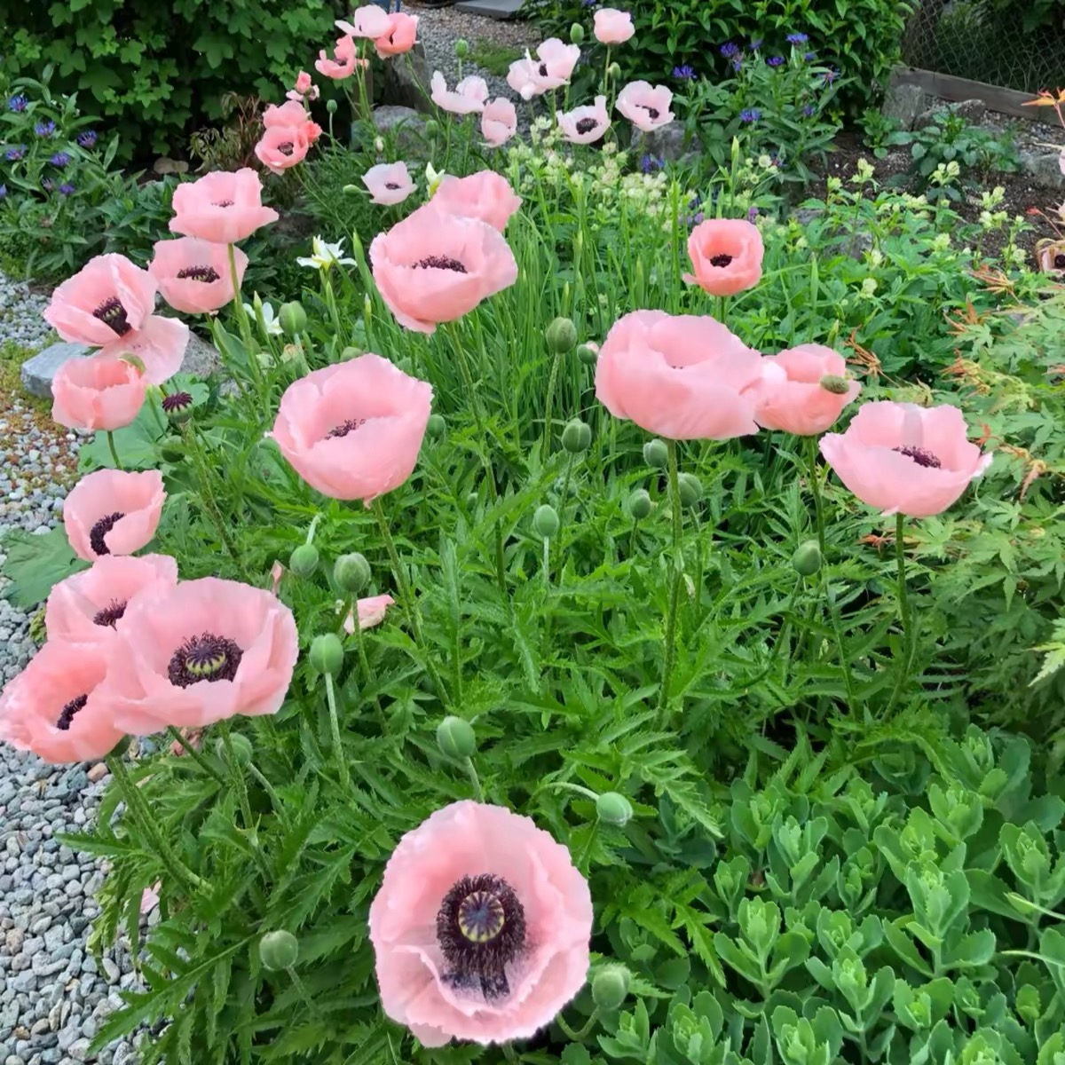 Poppy Seeds Color pink