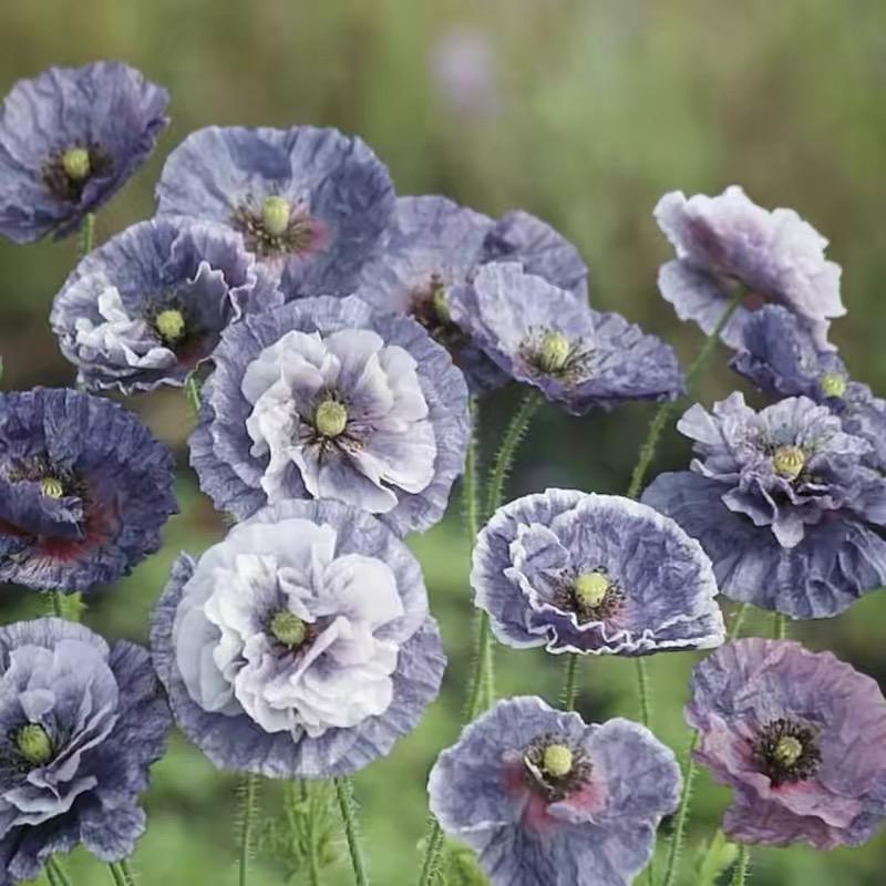 Poppy Seeds Color purple gradient